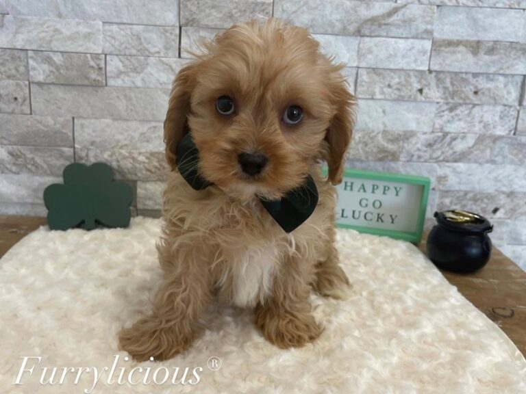 Rudy - Cavapoo
