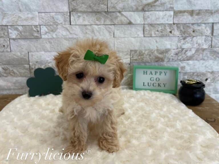 Sugar - Poodle Toy