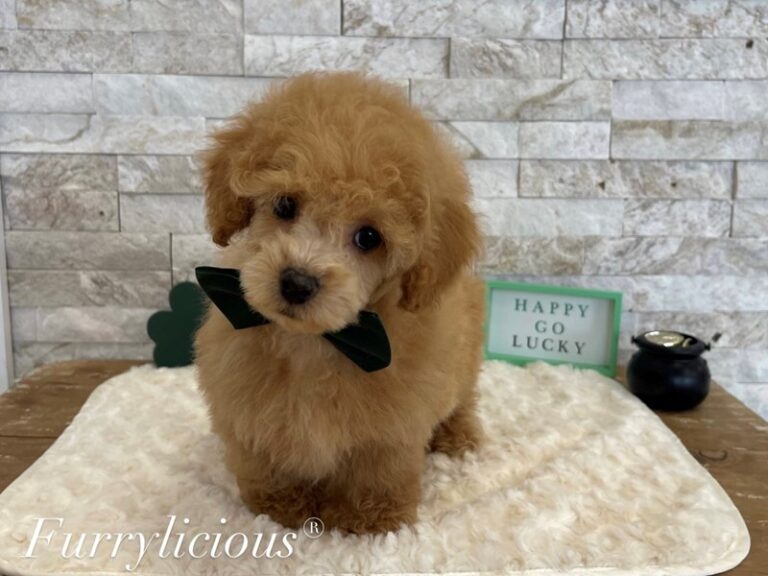 Einstein - Poodle Toy