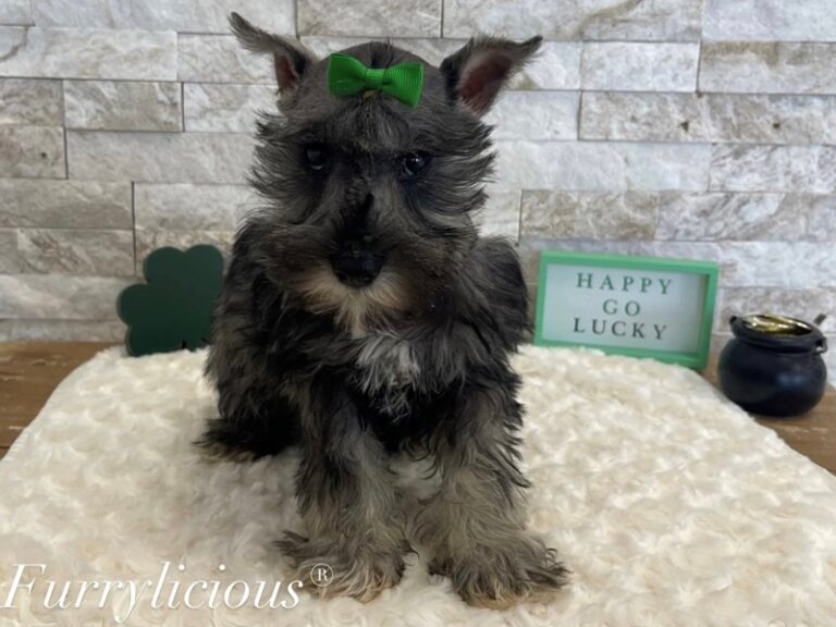 Anastasia - Miniature Schnauzer