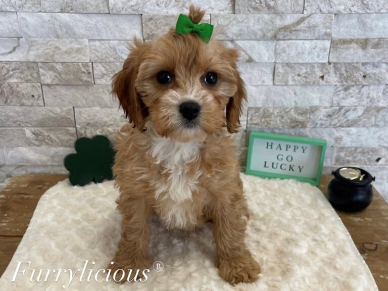 Gwen - Cavapoo