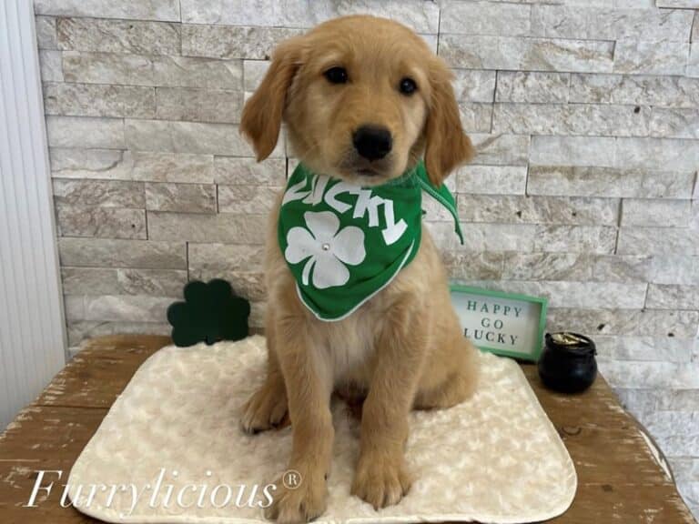 Dallas - Golden Retriever