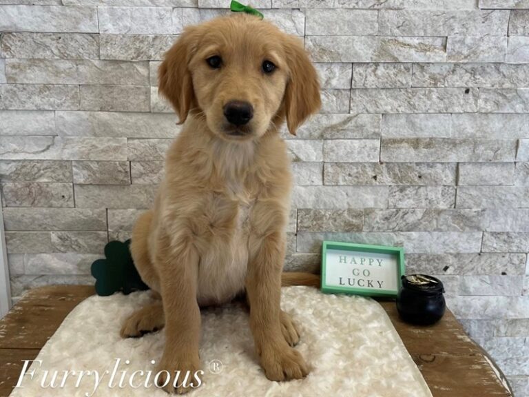 Mona - Golden Retriever