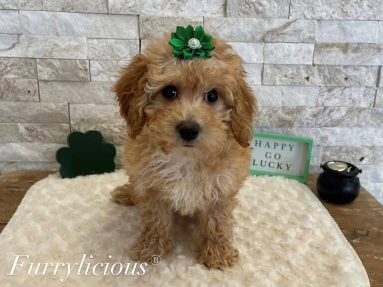 Brinkley - Poodle Toy