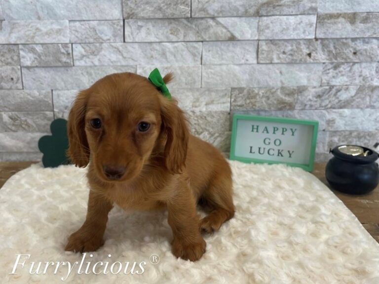 Birdy - Dachshund