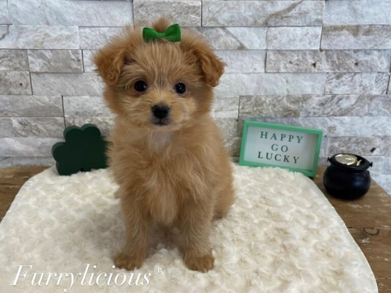 Pomapoo - Pomapoo
