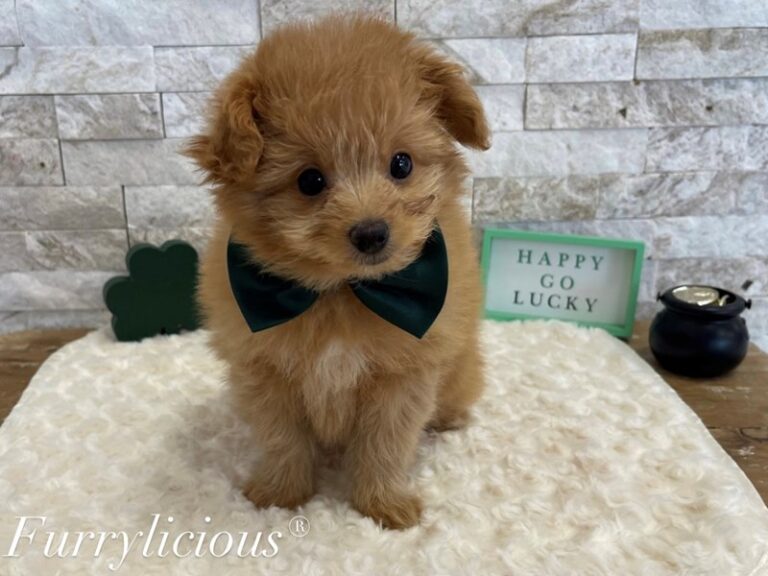 Archie - Pomapoo