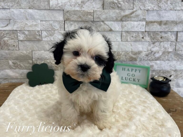 Porkchop - Shipoo