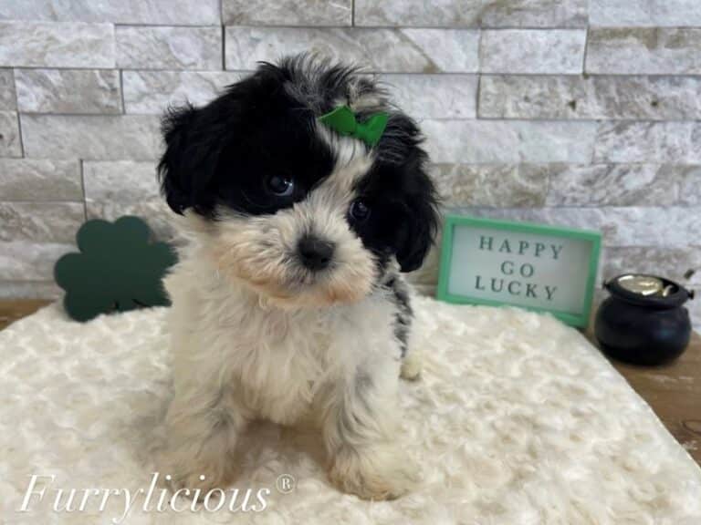Willa - Shipoo