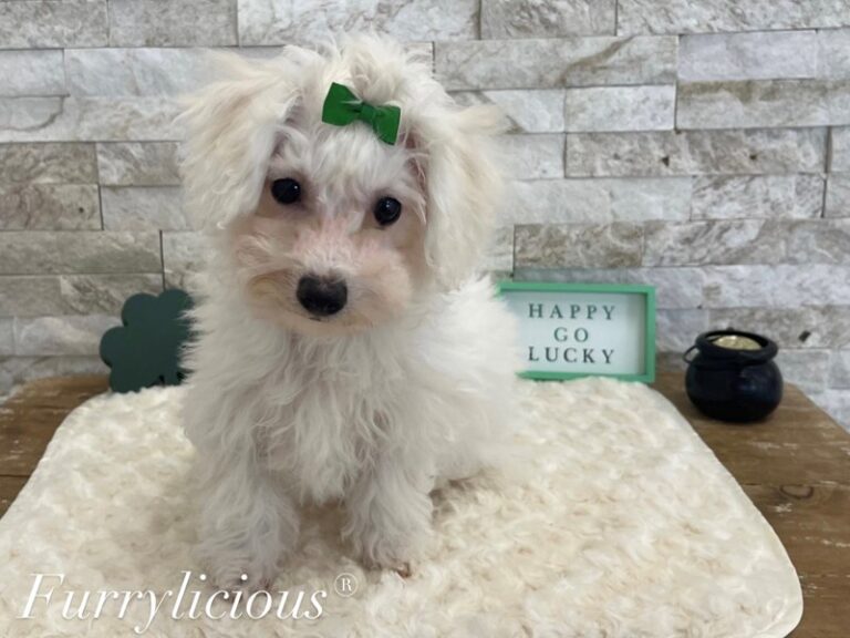 Shelby - Bichon Frise