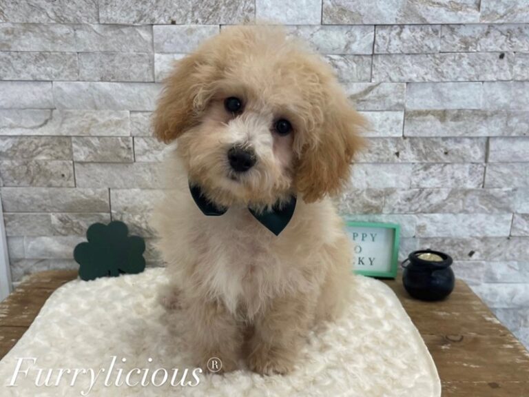 Maltipoo - Maltipoo