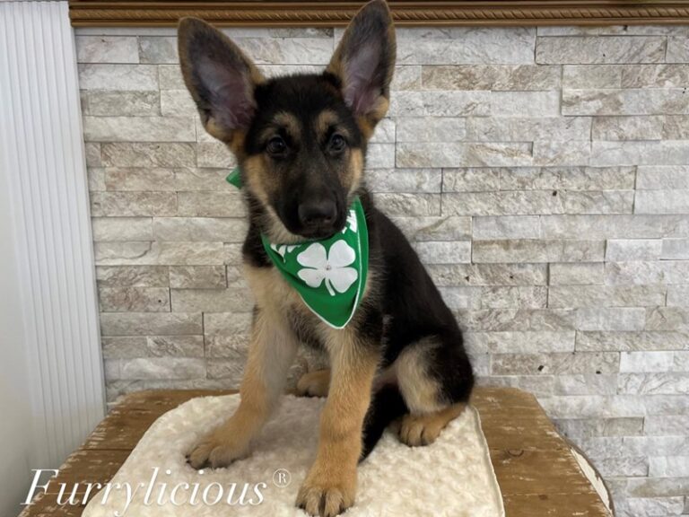 Titan - German Shepherd