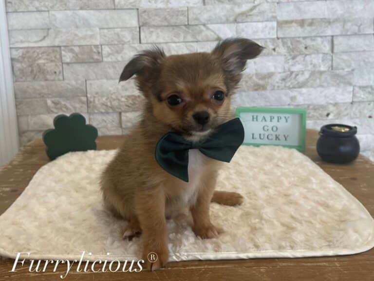 Rex - Chihuahua