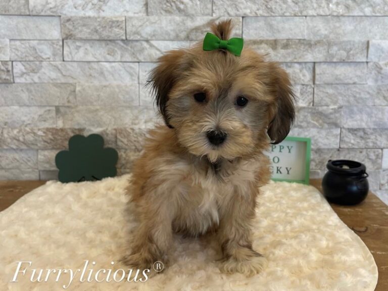 Lhasapoo - Lhasapoo