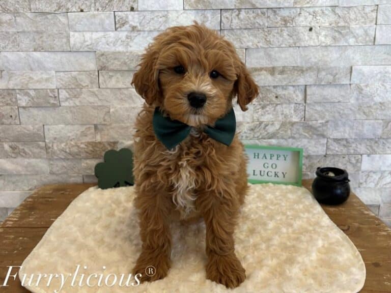 Goldendoodle Mini F1b - Goldendoodle Mini F1b