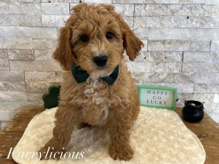 Goldendoodle Mini F1b - Goldendoodle Mini F1b