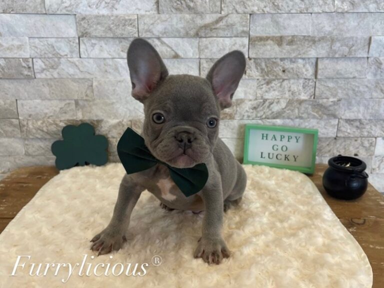 French Bulldog - French Bulldog