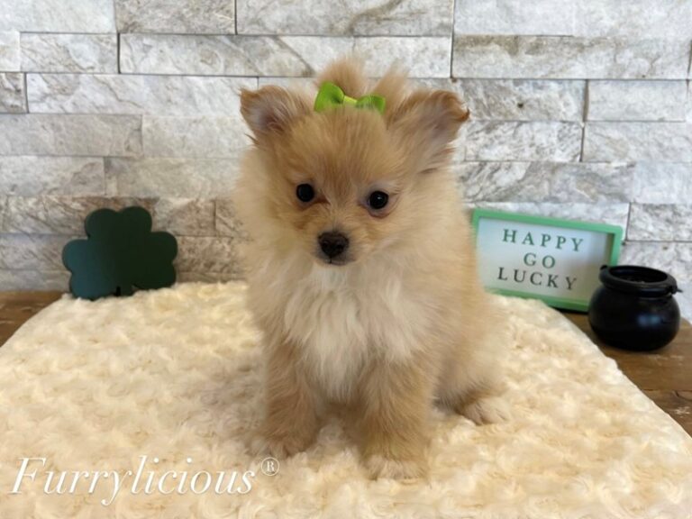 Pomeranian - Pomeranian