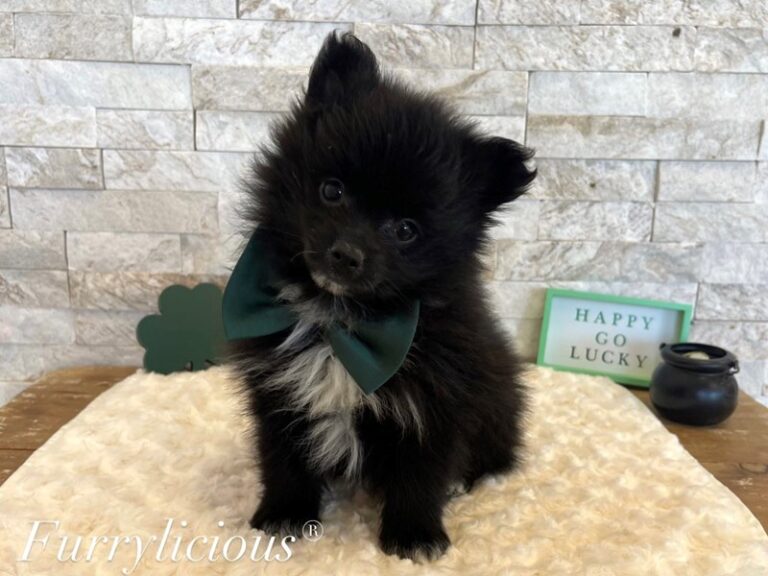 Pomeranian - Pomeranian