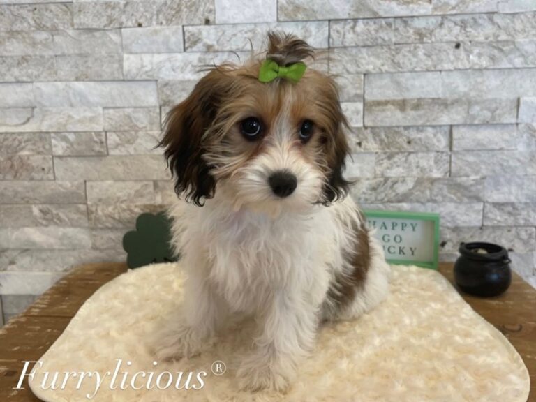 CavaPooChon - CavaPooChon