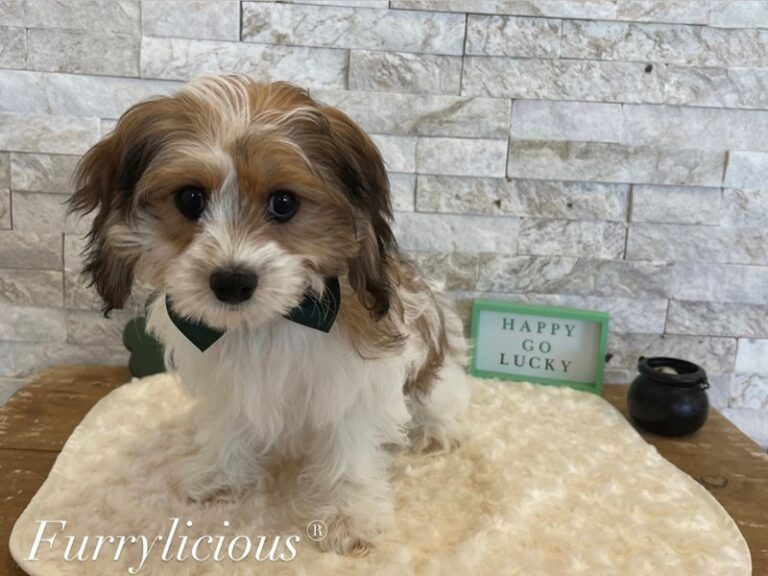 CavaPooChon - CavaPooChon