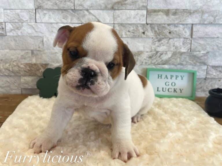Abby - English Bulldog