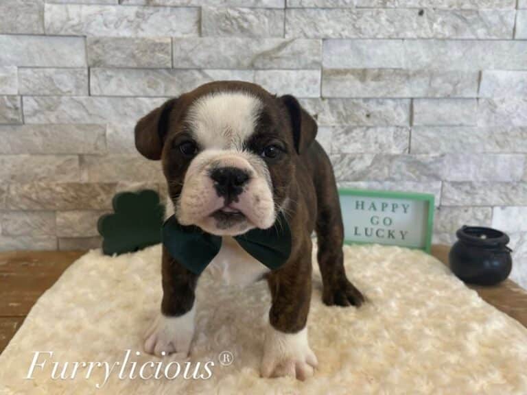 Hank - English Bulldog