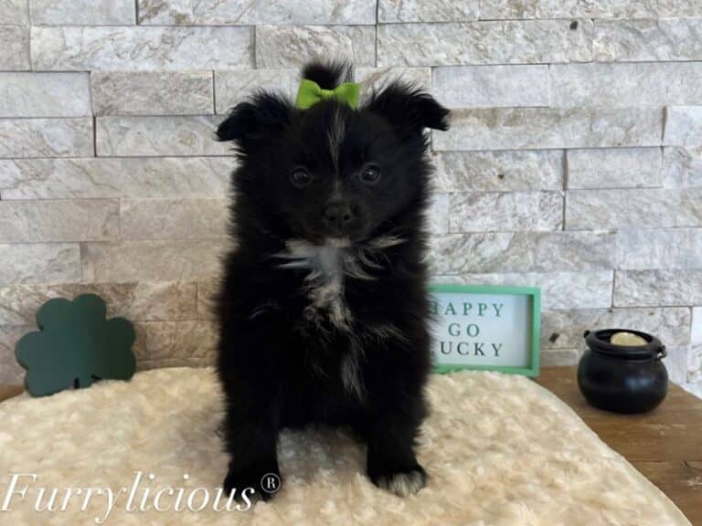Pomeranian - Pomeranian