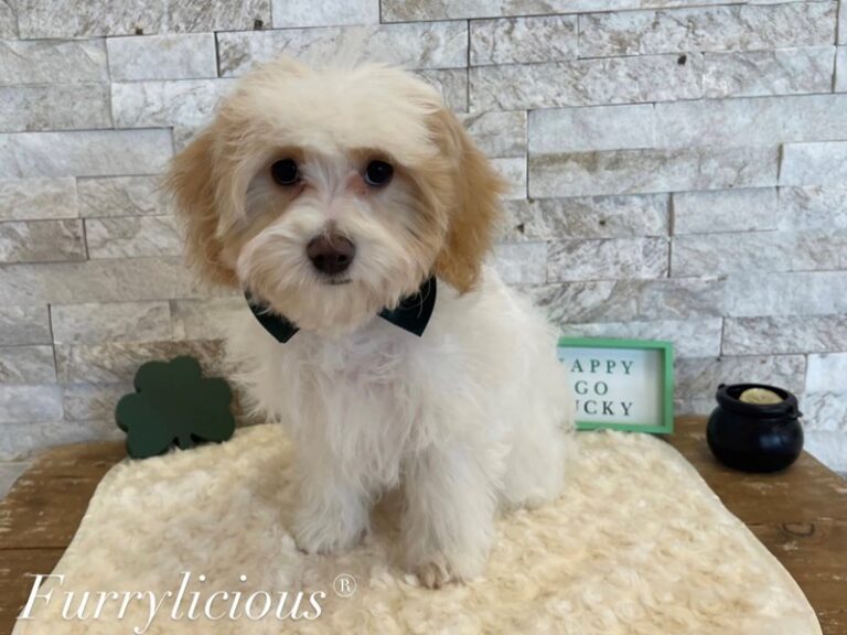 Wyatt - CavaPooChon