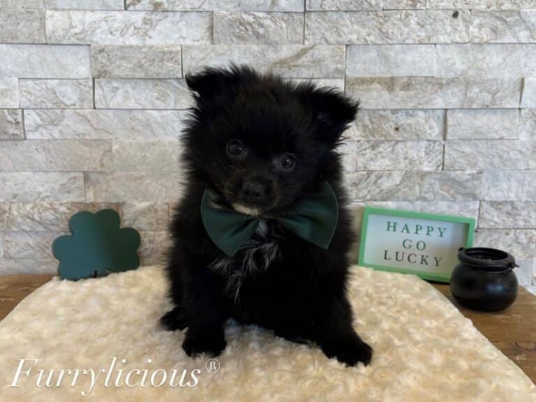 Pomeranian - Pomeranian