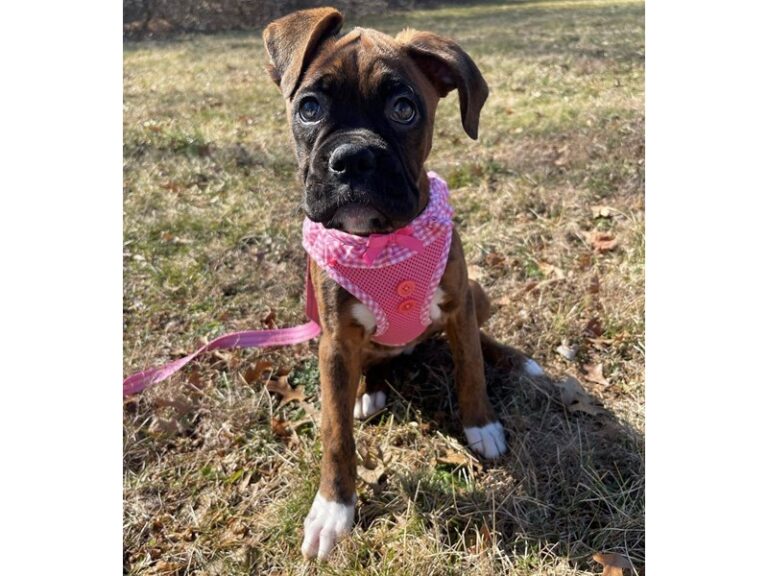 Penelope - Boxer