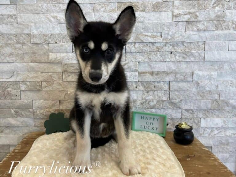 Stormy - Siberian Husky