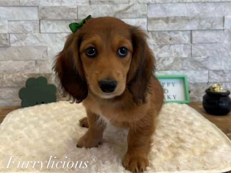 Lizzie - Dachshund
