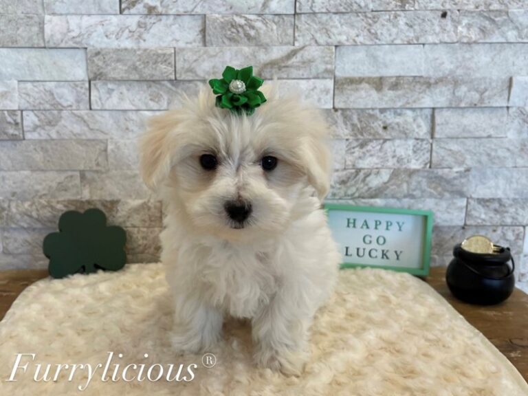 Maltese - Maltese