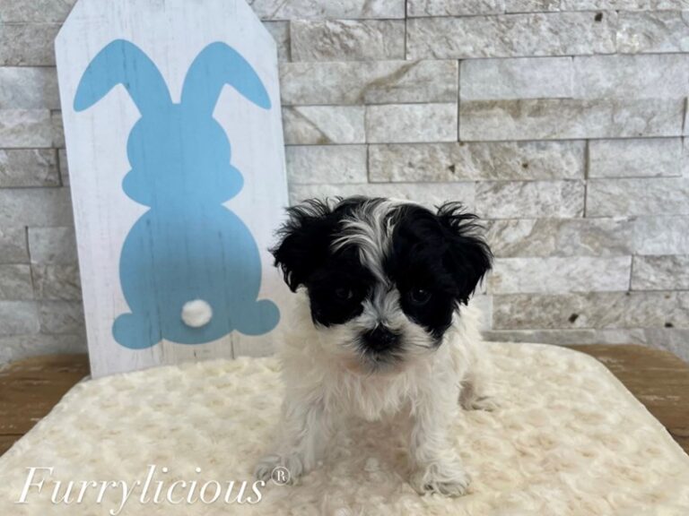 Winston - Havanese