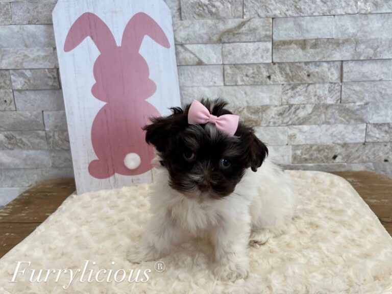Josie - Havanese