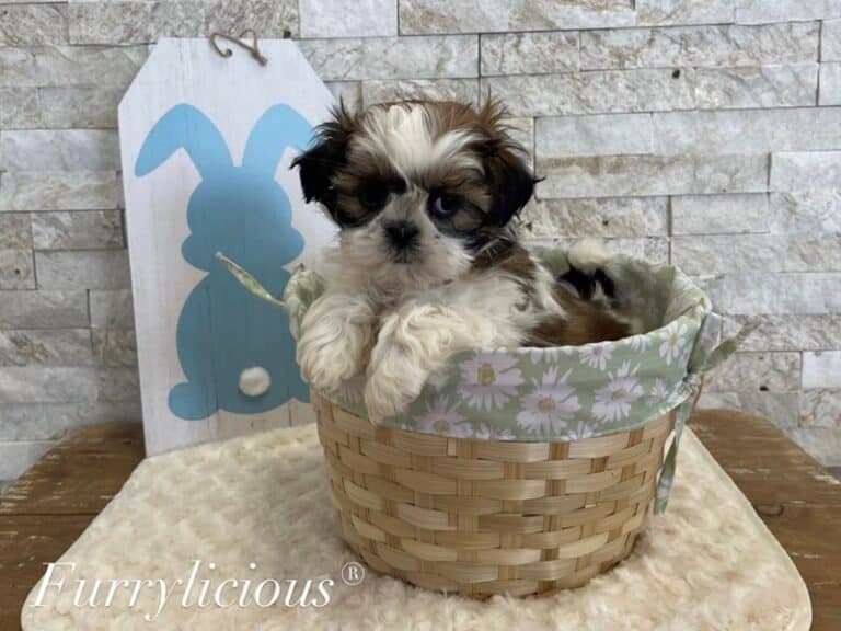 Squiggy - Shih Tzu