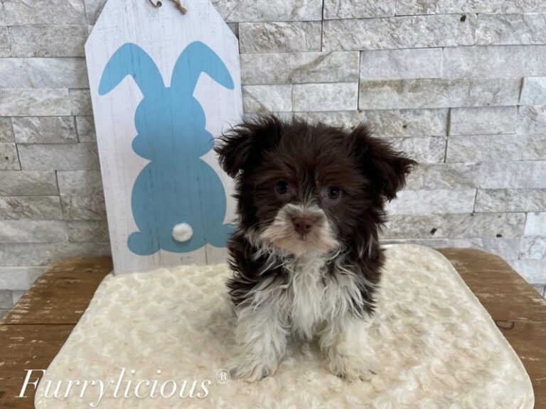 Harry - Havanese