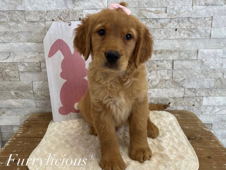 Tippy - Golden Retriever