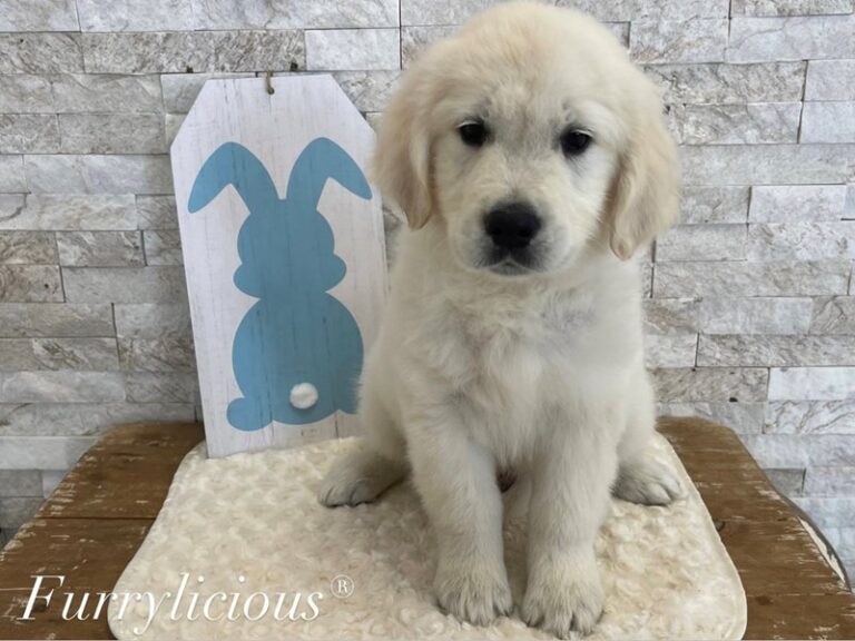 Boomer - Golden Retriever