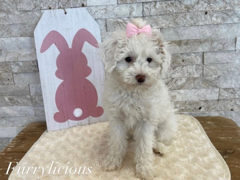 Biscuit - 2nd Generation Mini Goldendoodle