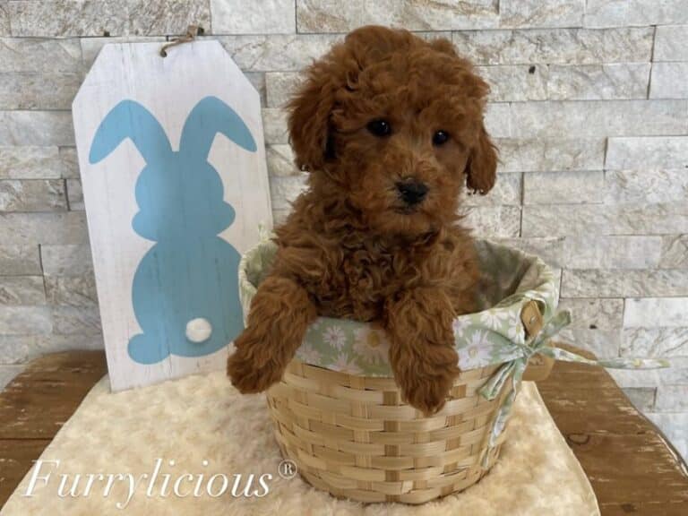 Checkers - Goldendoodle Mini 2nd Gen