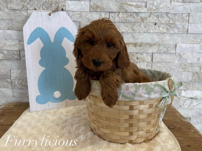 Conrad - Goldendoodle Mini 2nd Gen