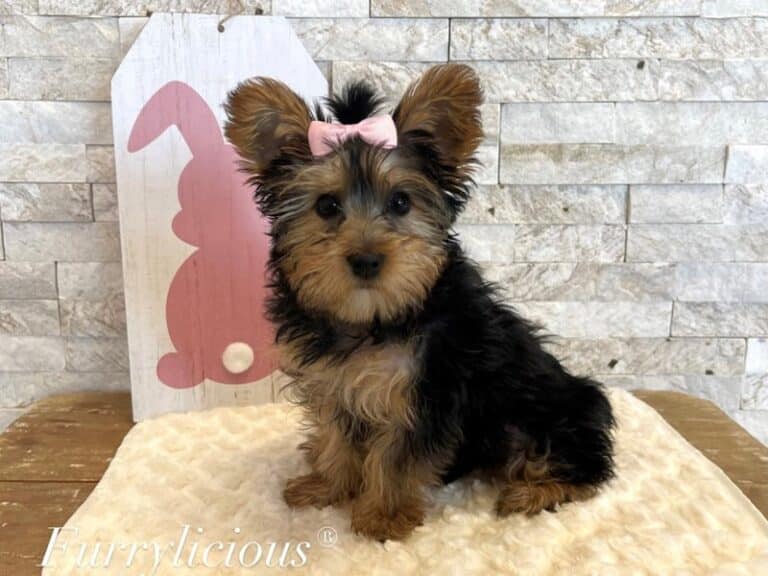 Yorkshire Terrier - Yorkshire Terrier