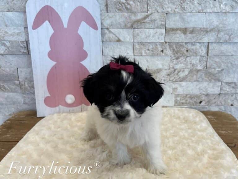 Mariah - Havanese
