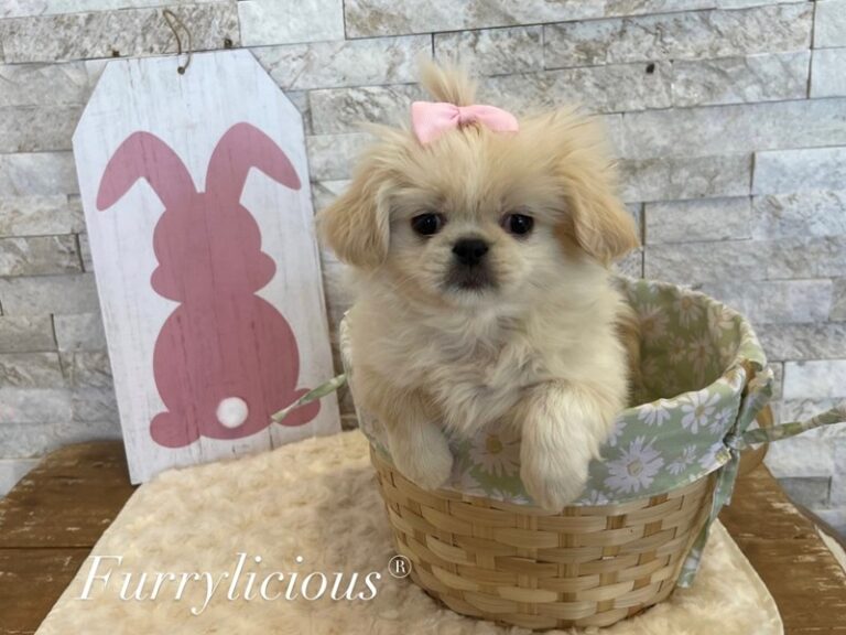 Sookie - Pekingese
