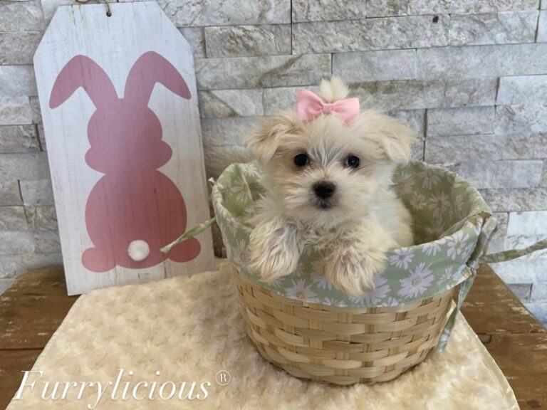 Bunny - Maltese