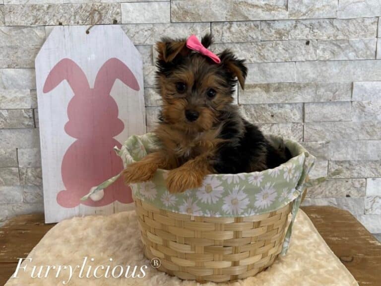Madison - Yorkshire Terrier
