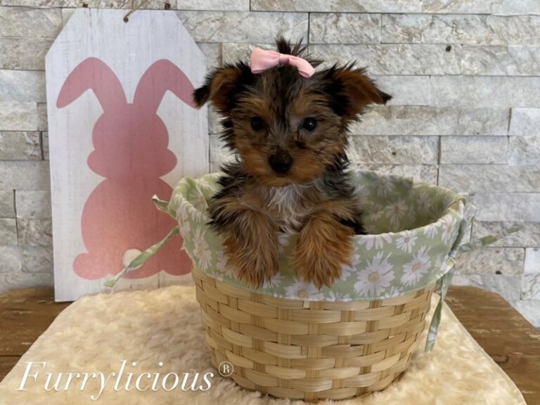 Daisy - Yorkshire Terrier