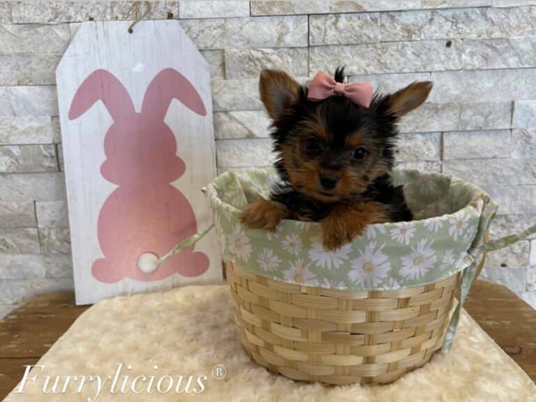 Coco - Yorkshire Terrier